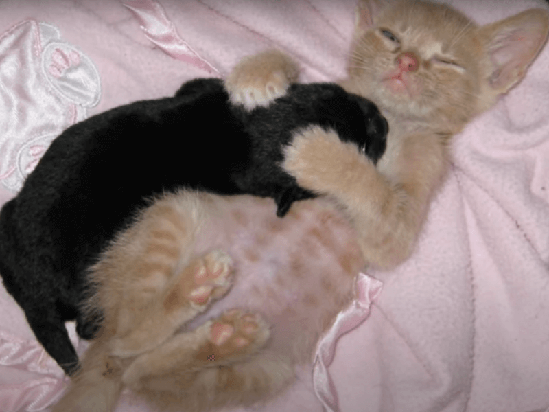 Two kittens laying on a pink blanket.