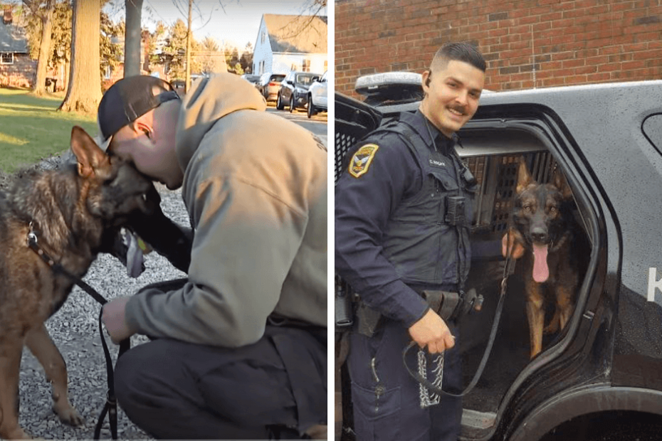 Two pictures of a police officer and his dog.