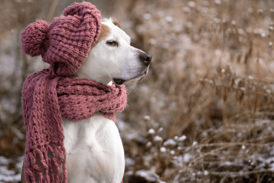 A dog wearing a pink scarf and hat.