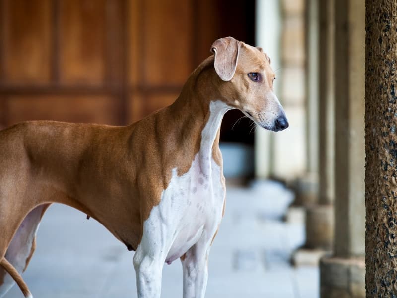 A brown and white dog standing in a hallway.