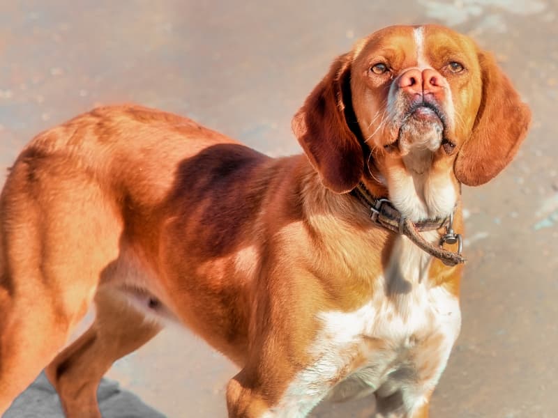 A brown and white dog is standing on the ground.