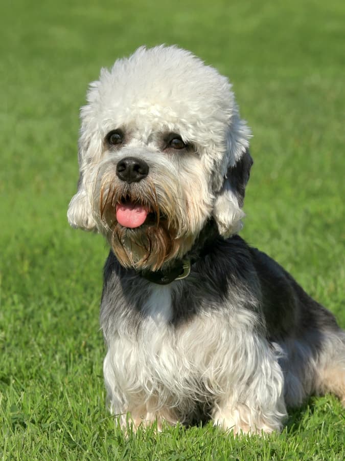 A small black and white dog sitting in the grass.