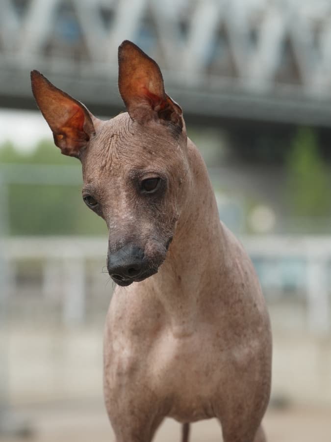 A small dog is standing in front of a bridge.