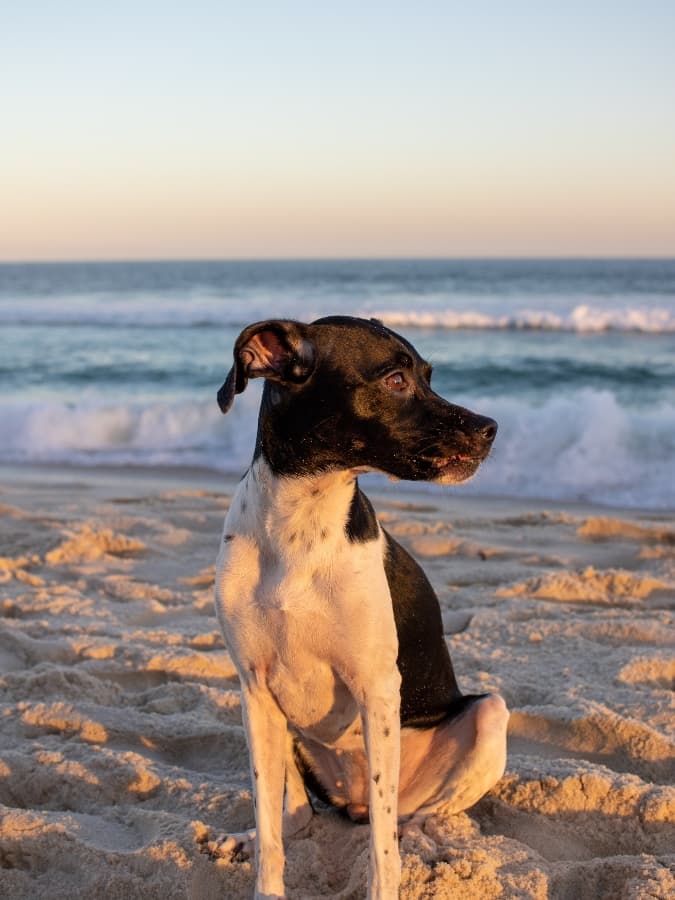 A dog sits on the sand with the ocean in the background at sunset.