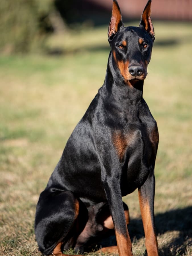 A doberman pinscher sitting alertly on grass.