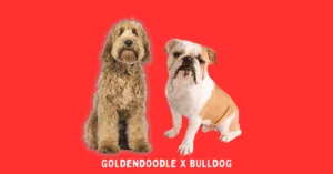 Two dogs, a goldendoodle and a bulldog, are depicted side by side against a red background with the text "goldendoodle x bulldog" indicating a crossbreed between the two.
