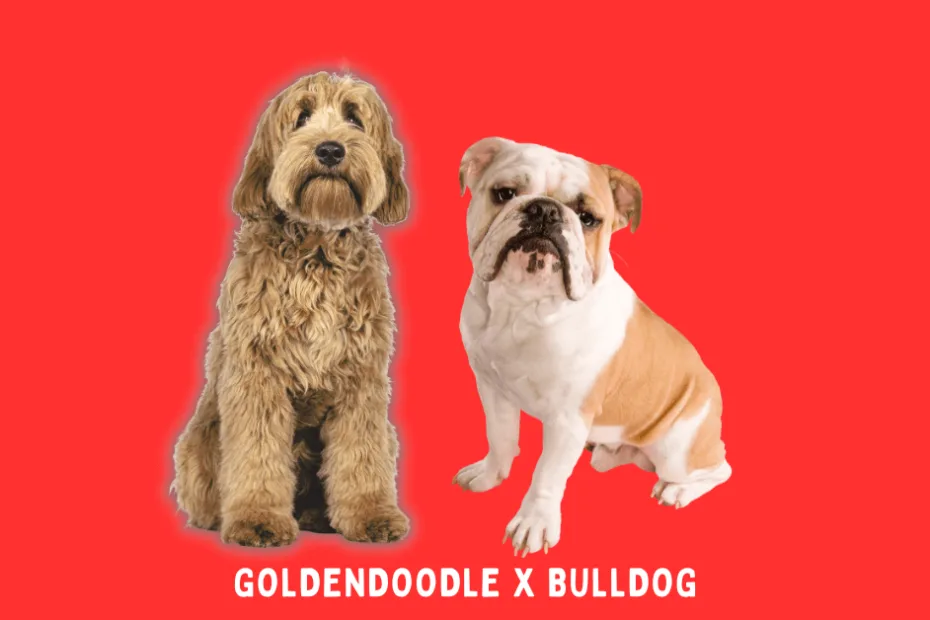 Two dogs, a goldendoodle and a bulldog, are depicted side by side against a red background with the text "goldendoodle x bulldog" indicating a crossbreed between the two.