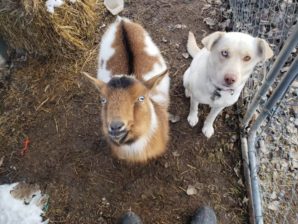 A dog and a goat in a pen.