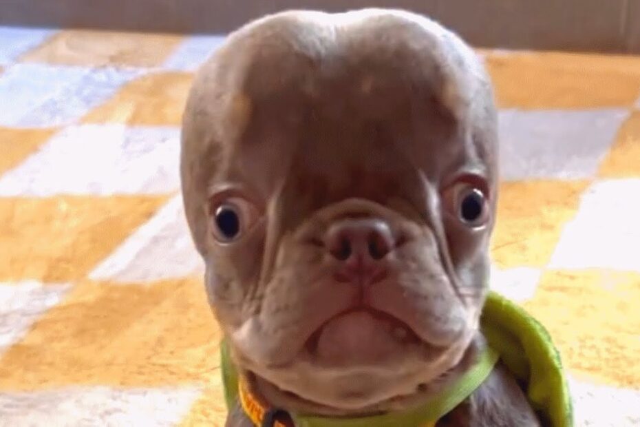 A small dog with a large forehead and wide eyes sits indoors on a yellow and white checkered floor.