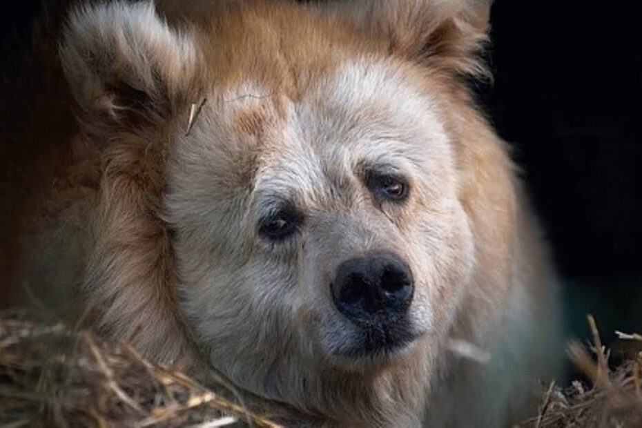 A bear with light brown fur lies on a bed of straw, looking toward the camera with a neutral expression.