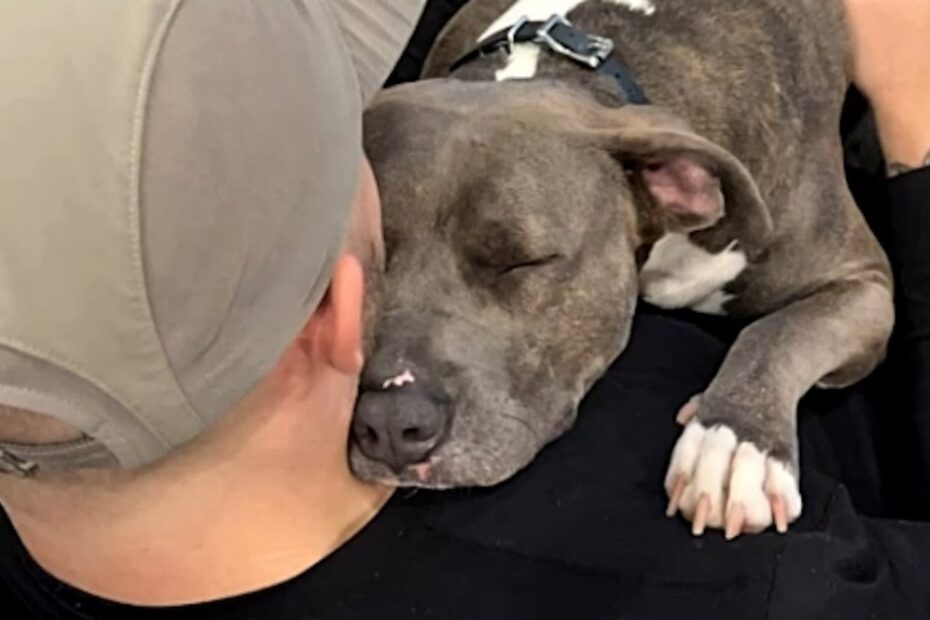 A person wearing a cap hugs a gray and white dog that is resting its head on their shoulder with closed eyes.