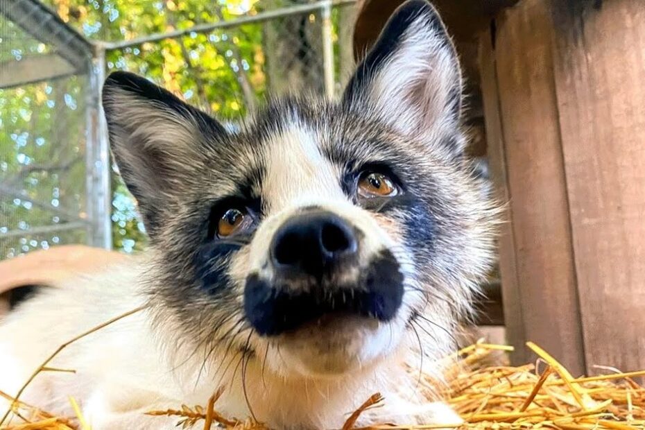 A close-up of a white and black fox lying on straw inside an outdoor enclosure, with trees and fencing visible in the background.