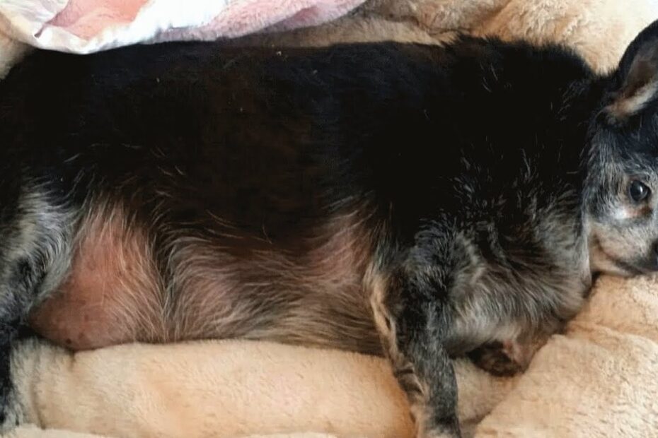 A small, overweight black and gray dog is lying on its side in a beige pet bed, looking off to the side.