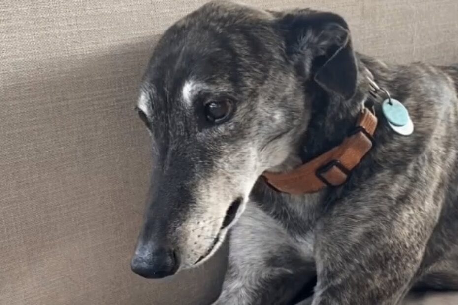 A brindle greyhound with a brown collar and tags lies on a beige couch, facing slightly to the left.