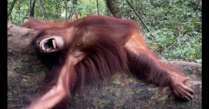 An orangutan lies on a fallen tree trunk in a forest, mouth open wide and arm extended, surrounded by dense green foliage.