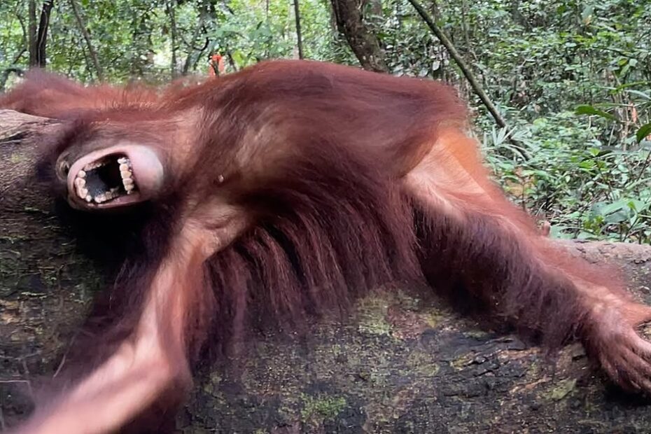 An orangutan lies on a fallen tree trunk in a forest, mouth open wide and arm extended, surrounded by dense green foliage.