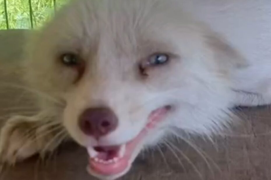 A close-up of a white fox lying down with its mouth open, showing its teeth and looking directly at the camera.