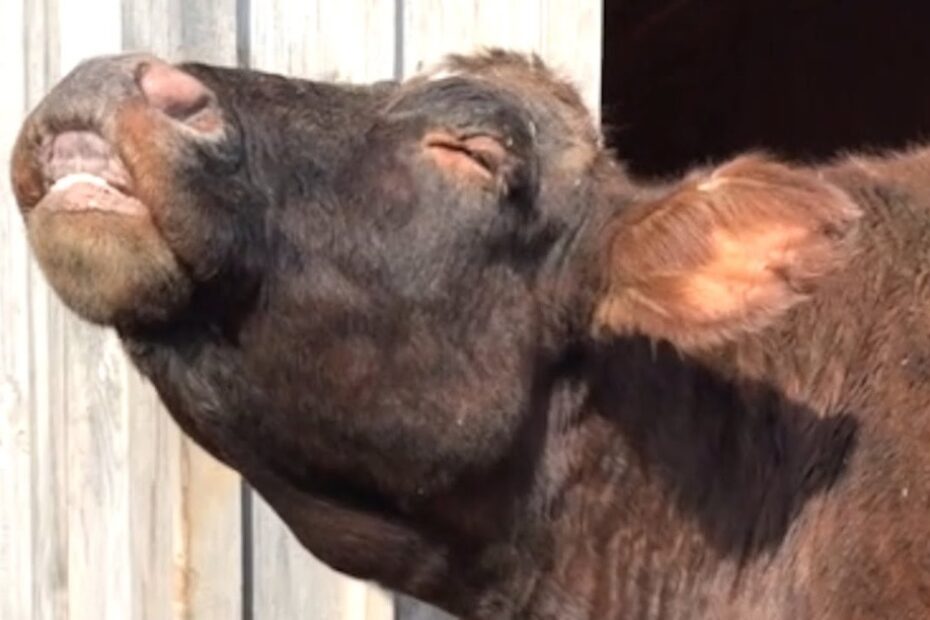 A brown cow with closed eyes tilts its head upwards, appearing to enjoy the sun near a wooden building.