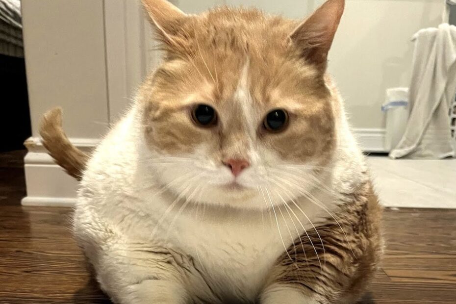 A large orange and white cat lies on a wooden floor, looking directly at the camera in a home setting.