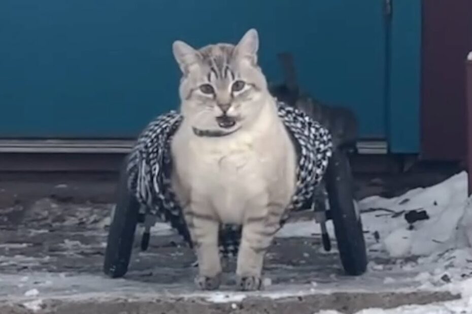 A cat with light fur wears a wheelchair for its hind legs, standing outside on a snowy surface in front of a blue door.