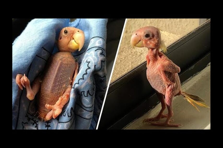 Two featherless baby parrots: one lying on a blue cloth, the other standing upright on a hard surface.