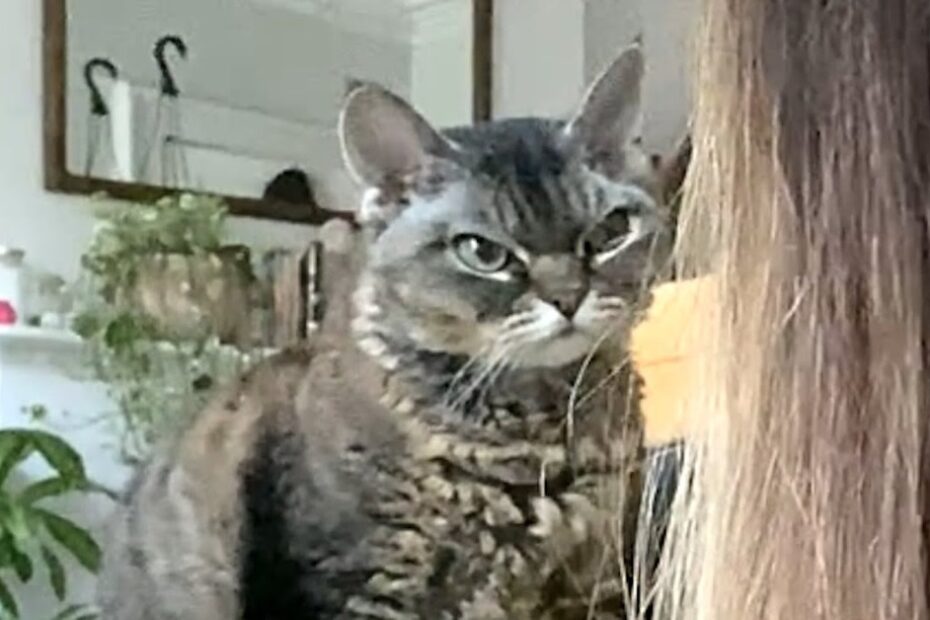 A tabby cat with a grumpy expression sits indoors behind a person with long brown hair; plants and a mirror are visible in the background.