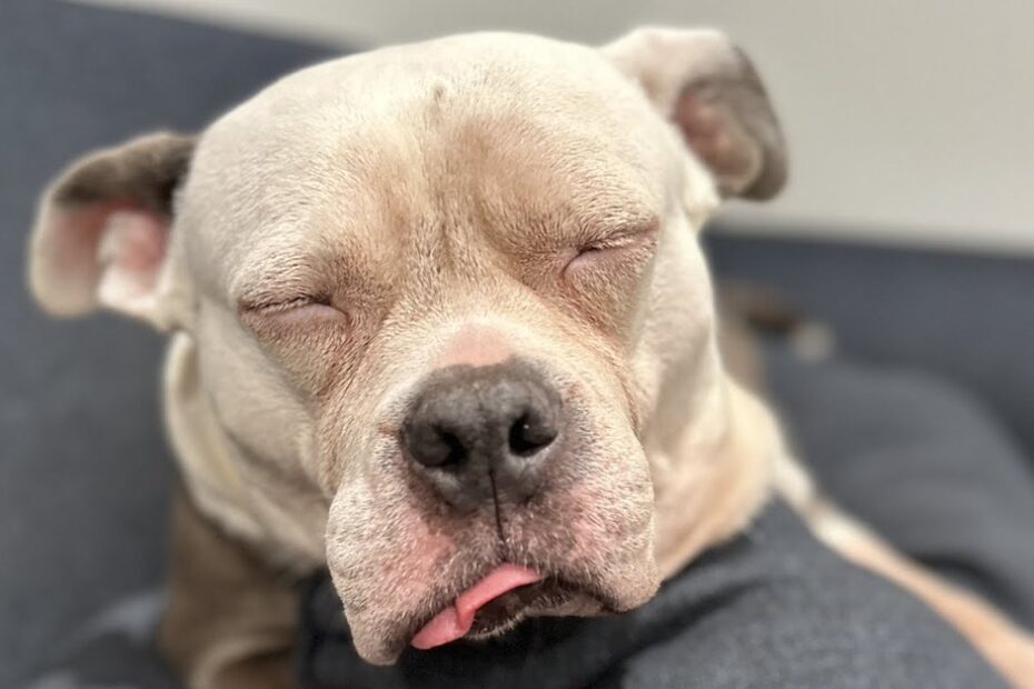 A light brown dog with its eyes closed and tongue sticking out slightly, resting on a dark cushion.