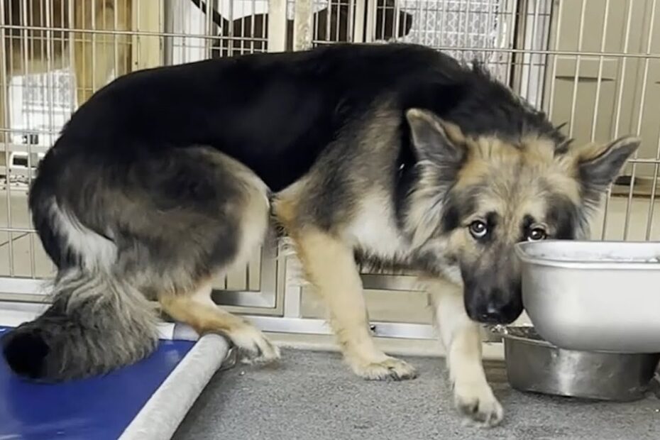 A German Shepherd dog stands next to a water bowl in a kennel, looking sideways with its head lowered.