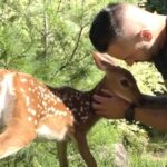 A man gently holds and nuzzles a young deer with white spots in a grassy outdoor setting surrounded by greenery.