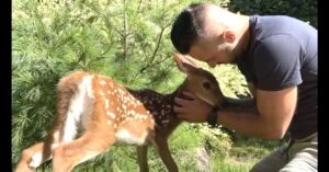 A man gently holds and nuzzles a young deer with white spots in a grassy outdoor setting surrounded by greenery.