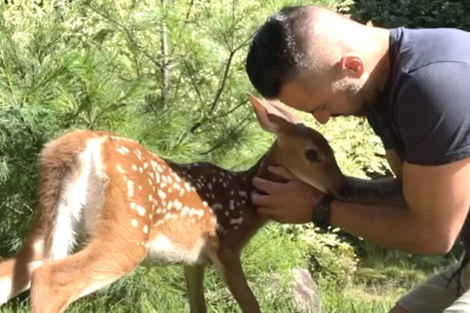 A man gently holds and nuzzles a young deer with white spots in a grassy outdoor setting surrounded by greenery.