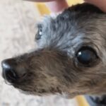 A hand gently pets the head of a small, gray dog with curly fur and large, dark eyes.
