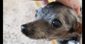 A hand gently pets the head of a small, gray dog with curly fur and large, dark eyes.