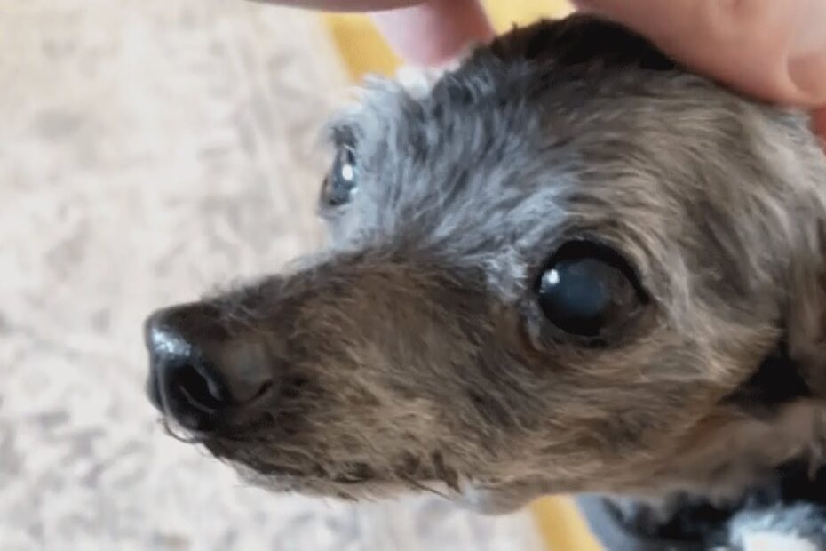 A hand gently pets the head of a small, gray dog with curly fur and large, dark eyes.
