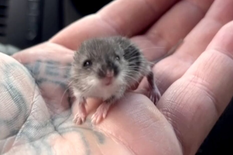 A small gray mouse sits on a person's tattooed hand, looking toward the camera.