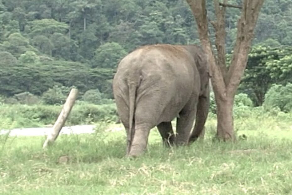 An elephant is standing in a grassy field near a tree, facing away from the camera, with a forested area in the background.