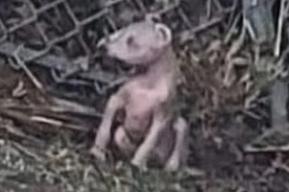 A mostly hairless, small animal with bear-like features sits on the ground near a damaged metal fence and dry vegetation.