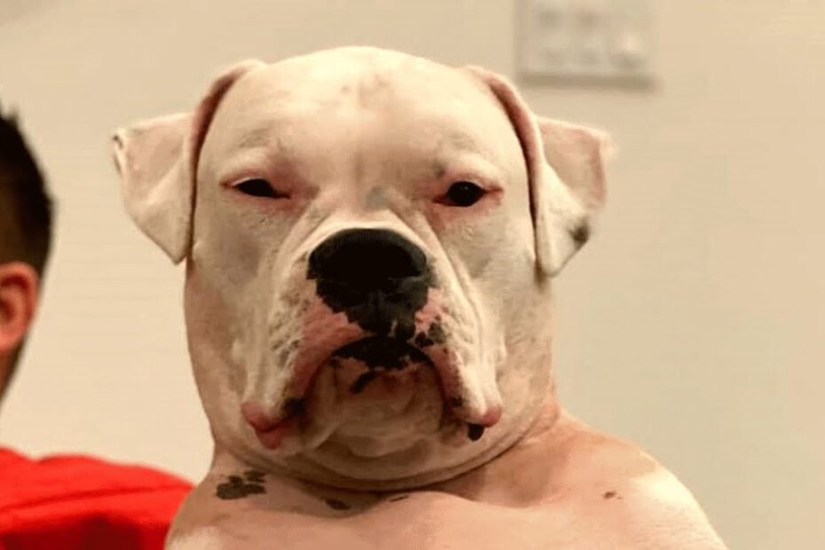 A white dog with a serious expression is sitting indoors next to a person in a red shirt, against a plain background.
