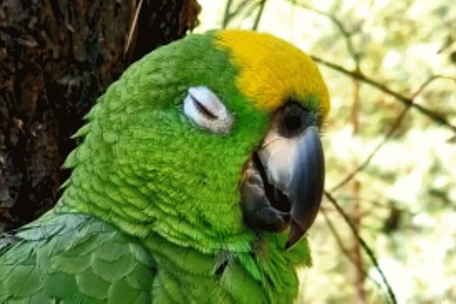 A green and yellow parrot is perched with its eyes closed, appearing to be resting or sleeping, against a blurred outdoor background.