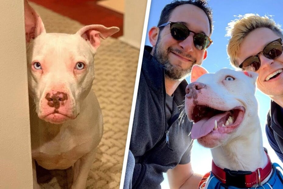 Split image: On the left, a white dog with blue eyes sits indoors on carpet; on the right, two men pose outside with the same dog, who looks happy with its tongue out.