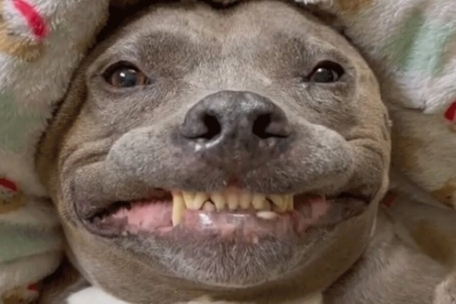 A dog lying on its back, partially covered with a blanket, showing its teeth in a wide, humorous grin.