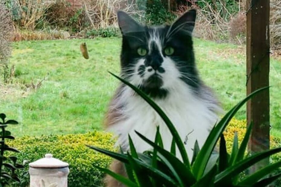 A black and white long-haired cat sits outside, looking through a window with plants in the foreground and a garden in the background.