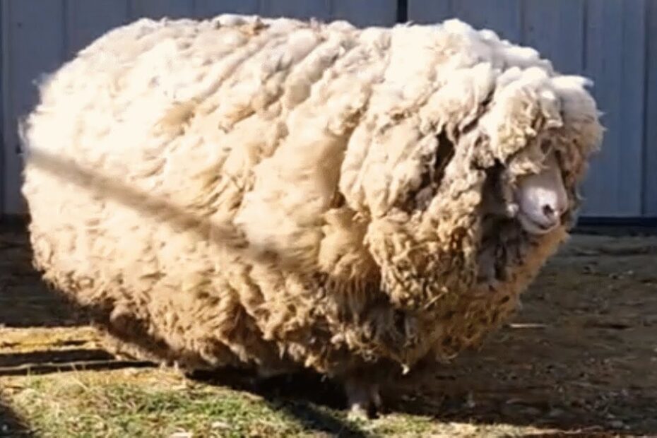 A sheep with an extremely thick, overgrown fleece stands on dirt near a building.