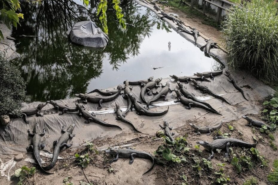 Several alligators are lying on the ground around the edge of a pond, with some partially in the water and others on the shore, surrounded by vegetation.