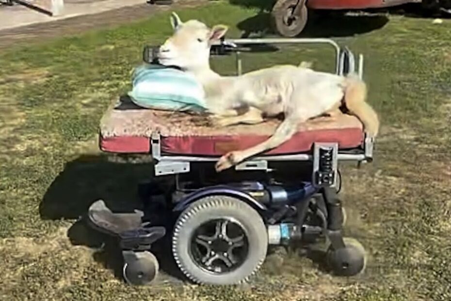 A goat lies on a pillow atop a motorized wheelchair outdoors on a grassy area.