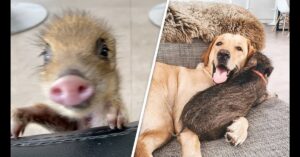 A close-up of a piglet's face on the left; on the right, a dog lies on a couch with the piglet resting against its side.