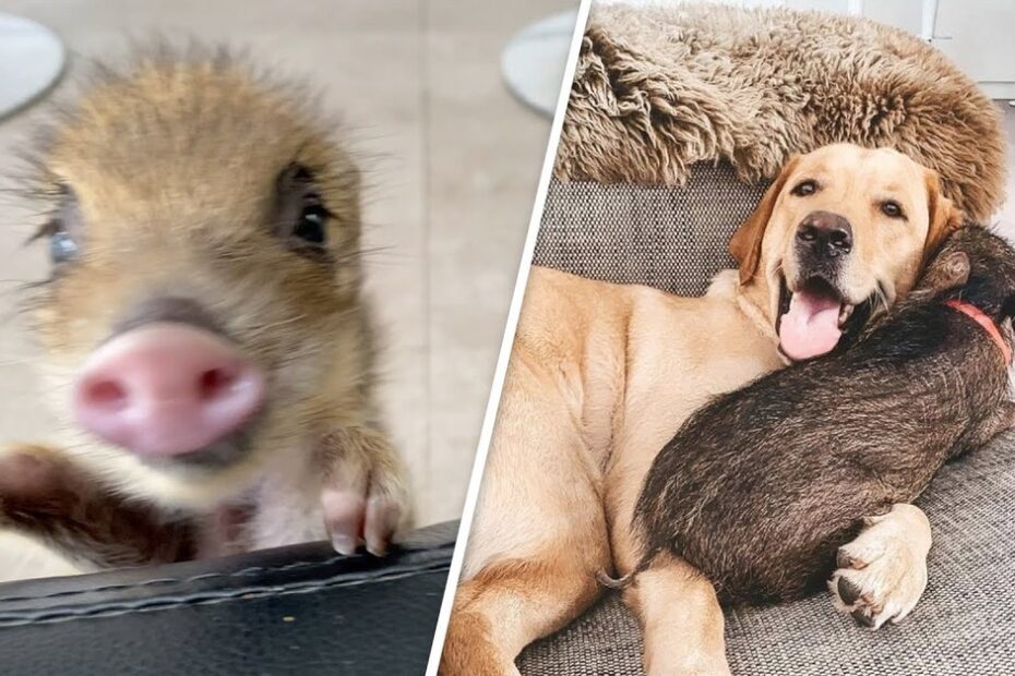 A close-up of a piglet's face on the left; on the right, a dog lies on a couch with the piglet resting against its side.