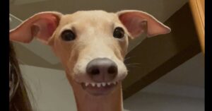 A tan dog with big eyes and visible teeth stares directly at the camera with its ears perked up.