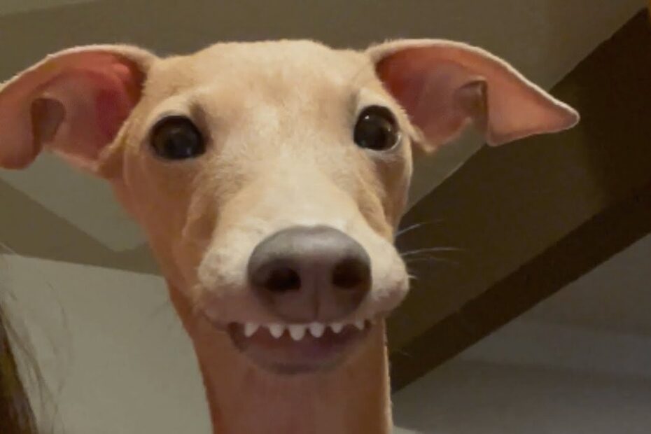 A tan dog with big eyes and visible teeth stares directly at the camera with its ears perked up.