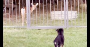 A black dog stands on grass facing a young deer behind a metal fence.